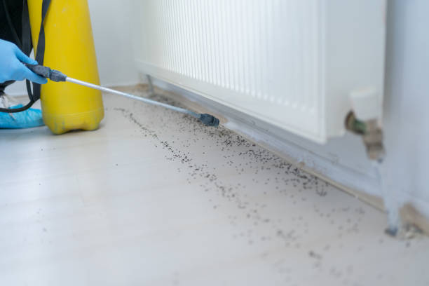 Trusted Huron, CA Pest Control Experts