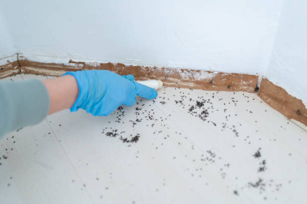 Best Flea Control Services  in Huron, CA